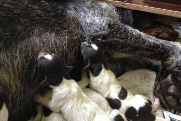 i286541539267204732._msw565h424