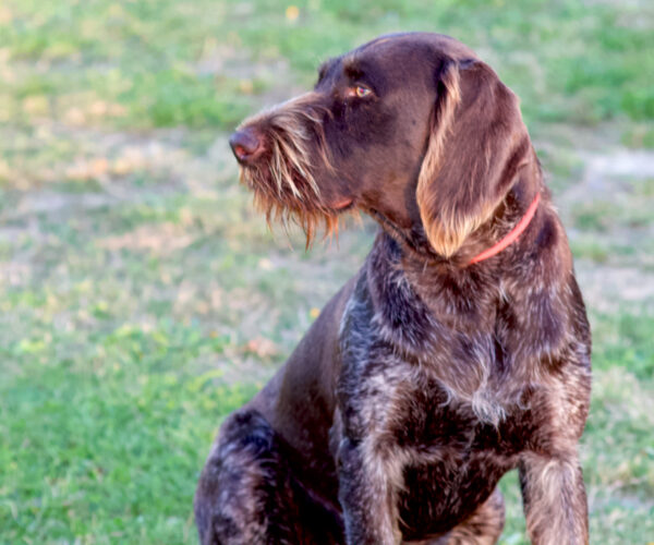 Gundesbøls Herman- ruhåret hønsehund han
