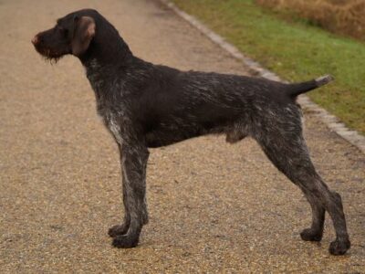 i286541539257121441._msw270h202