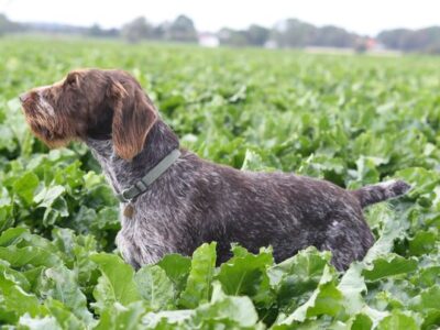 i286541539257189165._msw270h202