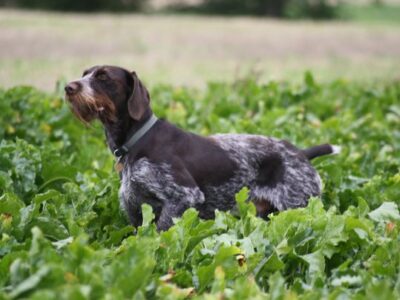 i286541539257200673._msw270h202