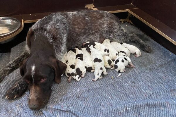 i286541539352851002 (1)